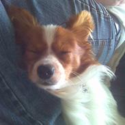 Papillon snubbi