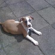 Amerikansk staffordshire terrier Loui