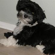 Bichon havanais Chili