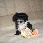 Bichon havanais Chili