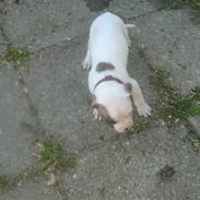 Amerikansk bulldog PRIMO
