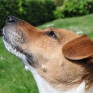 Dansk svensk gaardhund >Smilla<