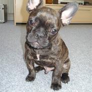 Fransk bulldog Anton