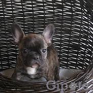 Fransk bulldog Anton