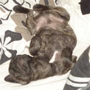 Fransk bulldog Anton