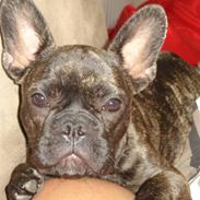 Fransk bulldog Anton