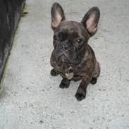 Fransk bulldog Anton