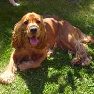 Cocker spaniel Flora