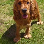 Cocker spaniel Flora