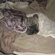 Cairn terrier molly