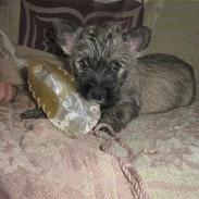 Cairn terrier molly