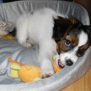 Papillon  AXA'S Butterfly