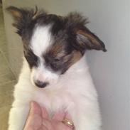 Papillon  AXA'S Butterfly