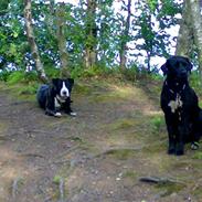 Amerikansk staffordshire terrier Shargo