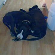 Amerikansk staffordshire terrier Shargo