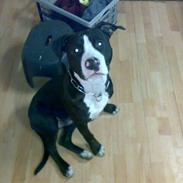 Amerikansk staffordshire terrier Shargo