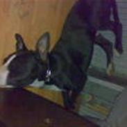 Amerikansk staffordshire terrier Shargo