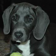 Blanding af racer Isla