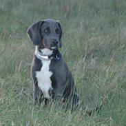 Blanding af racer Isla