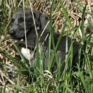 Blanding af racer Isla