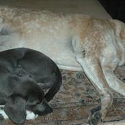 Blanding af racer Isla