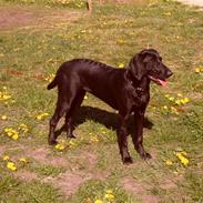 Blanding af racer Daisy