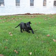 Blanding af racer Daisy