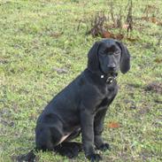 Blanding af racer Daisy