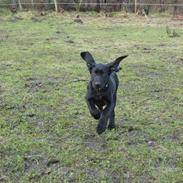 Blanding af racer Daisy