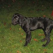 Blanding af racer Daisy