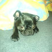 Blanding af racer Barny