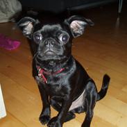 Blanding af racer Barny