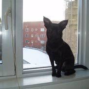 Blanding af racer Barny