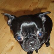 Blanding af racer Barny