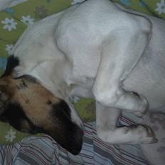 Blanding af racer Otto