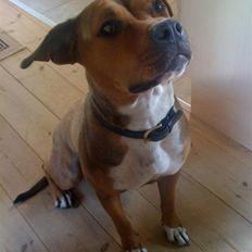 Amerikansk staffordshire terrier Jessie