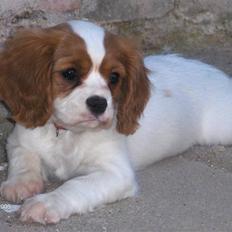 Cavalier king charles spaniel Molly
