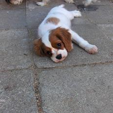 Cavalier king charles spaniel Molly