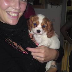 Cavalier king charles spaniel Molly