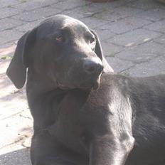 Blanding af racer Plet