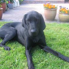 Blanding af racer Plet