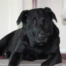 Labrador retriever Tiki