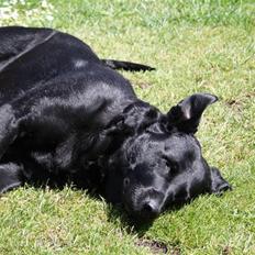 Labrador retriever Tiki