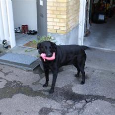 Labrador retriever Tiki