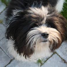 Bichon havanais Madame Stub´s Sir Arthur