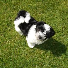 Bichon havanais Madame Stub´s Sir Arthur