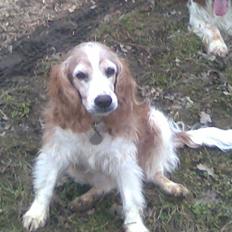 Welsh springer spaniel Qitaihe - Øffe