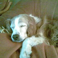 Welsh springer spaniel Qitaihe - Øffe