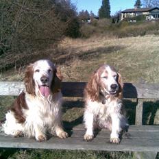 Welsh springer spaniel Qitaihe - Øffe