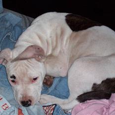 Amerikansk staffordshire terrier Micha